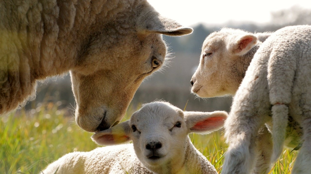 Обои трава, овечки, детеныши, овца, grass, sheep, cubs разрешение 2048x1360 Загрузить