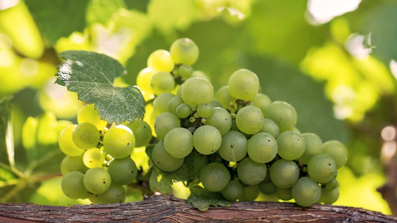 Обои зелёный, виноград, лоза, гроздь, green, grapes, vine, bunch разрешение 2048x1365 Загрузить