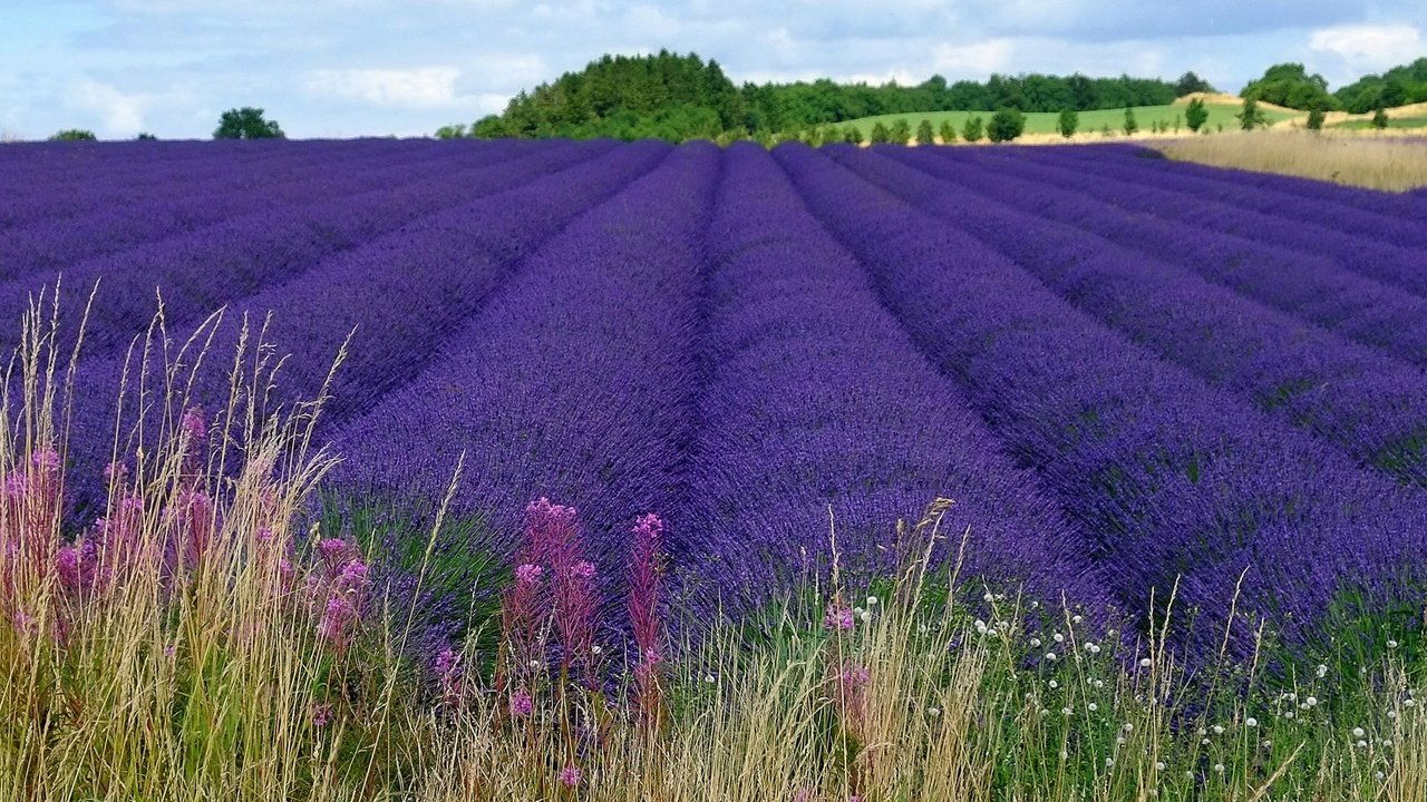 Обои цветы, пейзаж, поле, лаванда, фиолетовые, flowers, landscape, field, lavender, purple разрешение 2560x1600 Загрузить