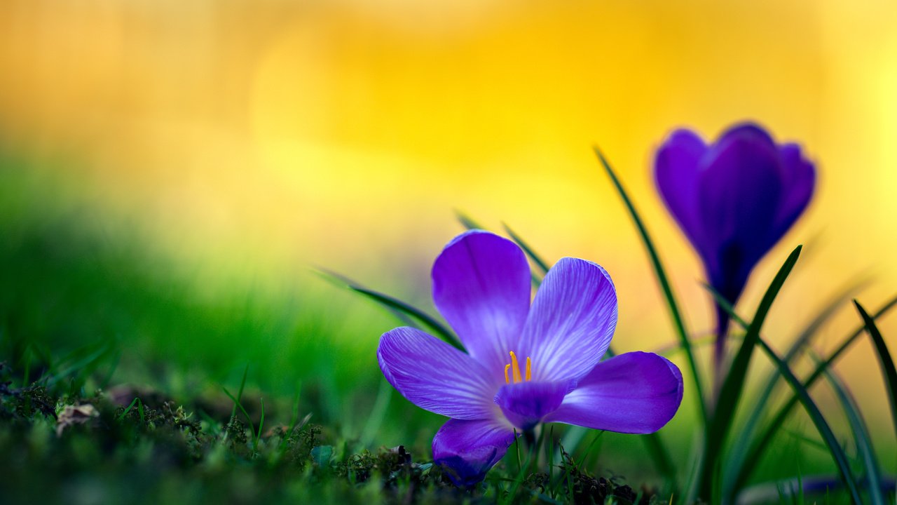 Обои макро, крокусы, боке, macro, crocuses, bokeh разрешение 4000x2667 Загрузить