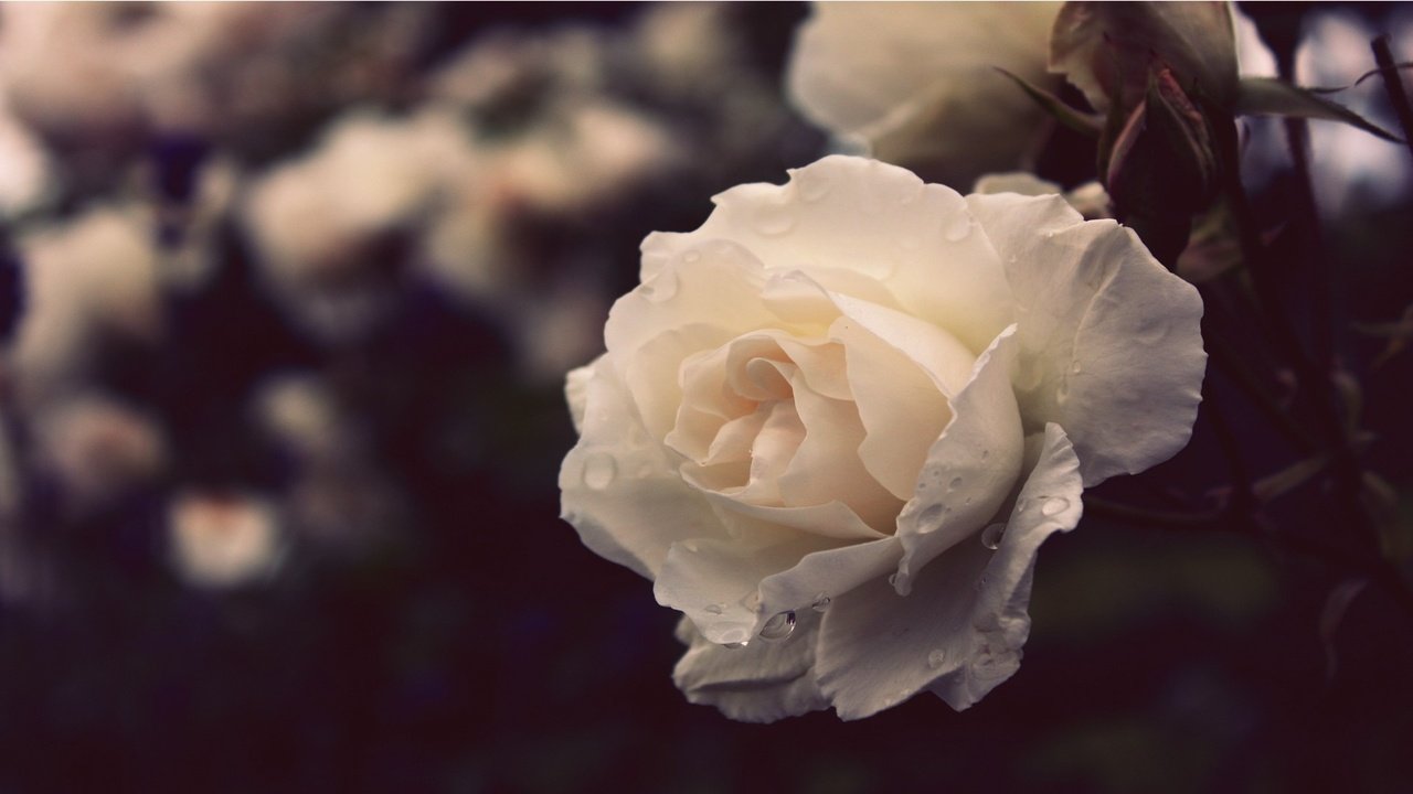 Обои природа, цветок, роза, белая, nature, flower, rose, white разрешение 1920x1080 Загрузить