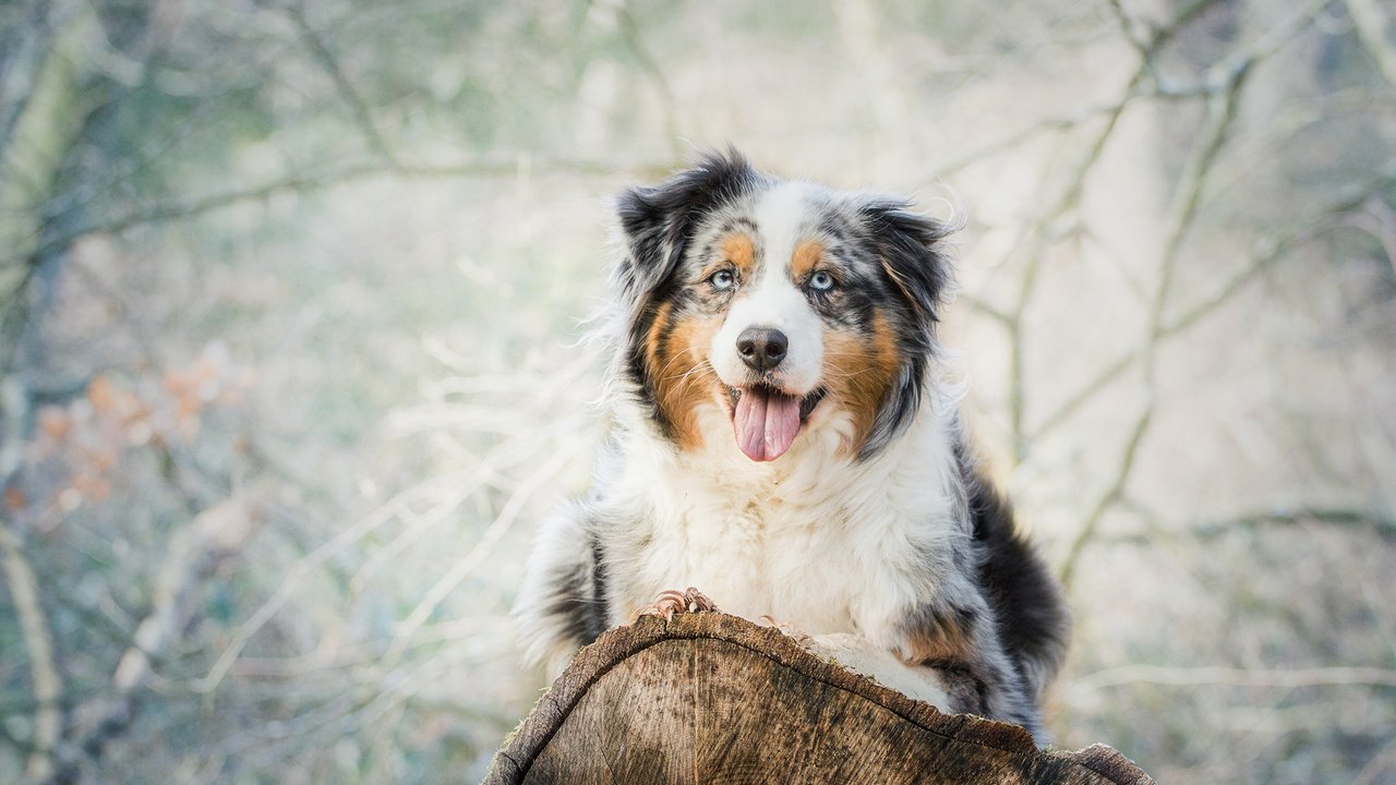 Обои взгляд, собака, язык, бревно, австралийская овчарка, аусси, look, dog, language, log, australian shepherd, aussie разрешение 2000x1277 Загрузить