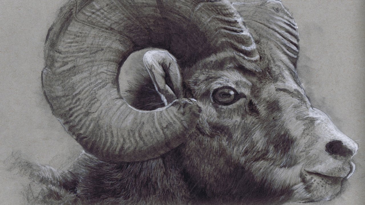 Обои рисунок, рога, рисование, голова, башка, bighorn ram, figure, horns, drawing, head разрешение 2880x2212 Загрузить