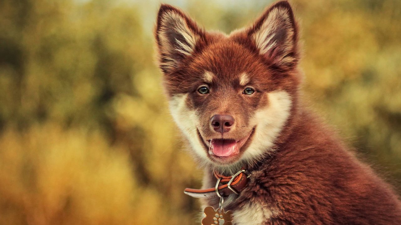 Обои взгляд, собака, боке, финский лаппхунд, look, dog, bokeh, finnish lapphund разрешение 2048x1366 Загрузить