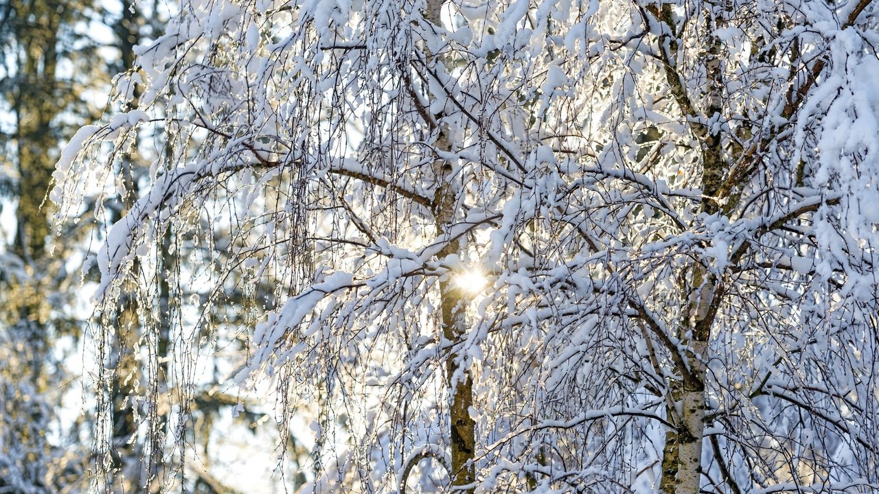 Обои свет, деревья, солнце, снег, зима, ветки, березы, light, trees, the sun, snow, winter, branches, birch разрешение 2600x1735 Загрузить