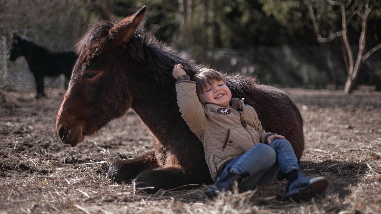 Обои фон, мальчик, пони, background, boy, pony разрешение 3479x2051 Загрузить