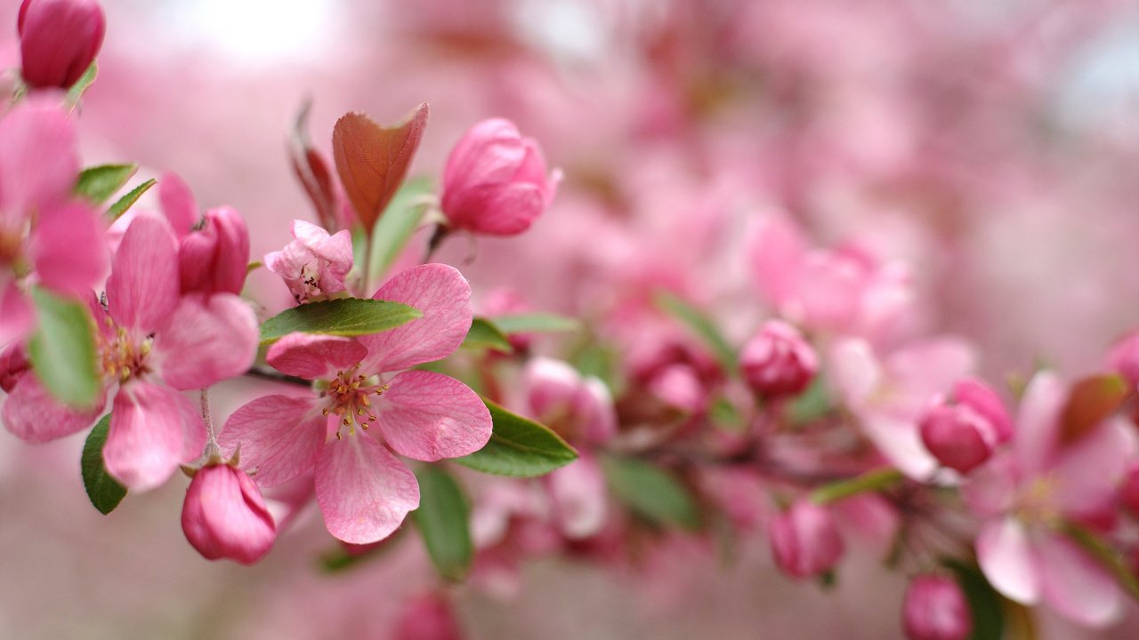 Обои цветы, ветка, цветение, размытость, весна, розовый, flowers, branch, flowering, blur, spring, pink разрешение 2048x1363 Загрузить