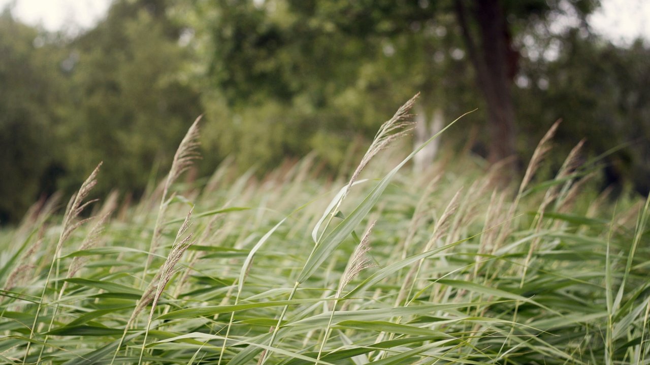 Обои трава, дерево, зеленые, колоски, grass, tree, green, spikelets разрешение 3888x2592 Загрузить