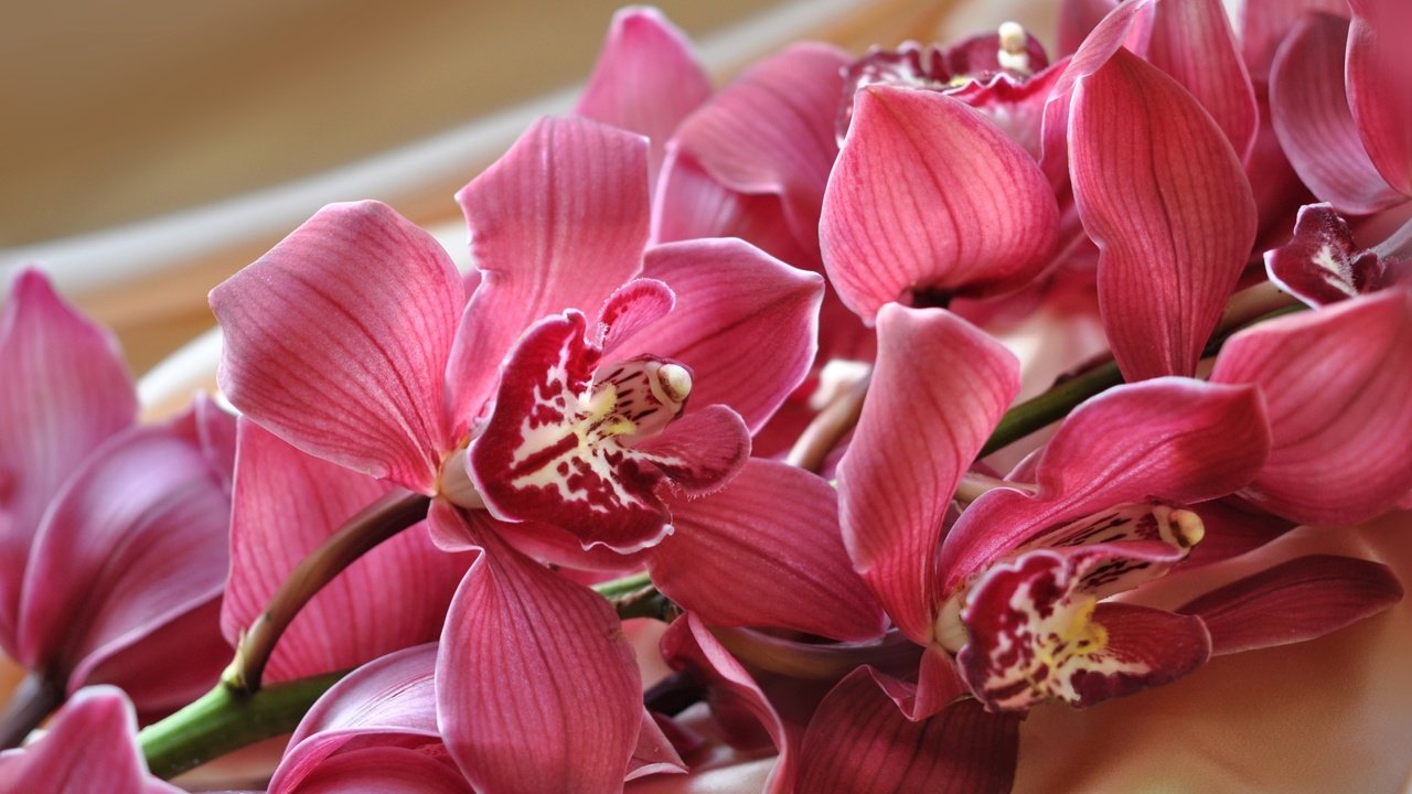 Обои ветка, экзотика, орхидея, branch, exotic, orchid разрешение 2400x1525 Загрузить