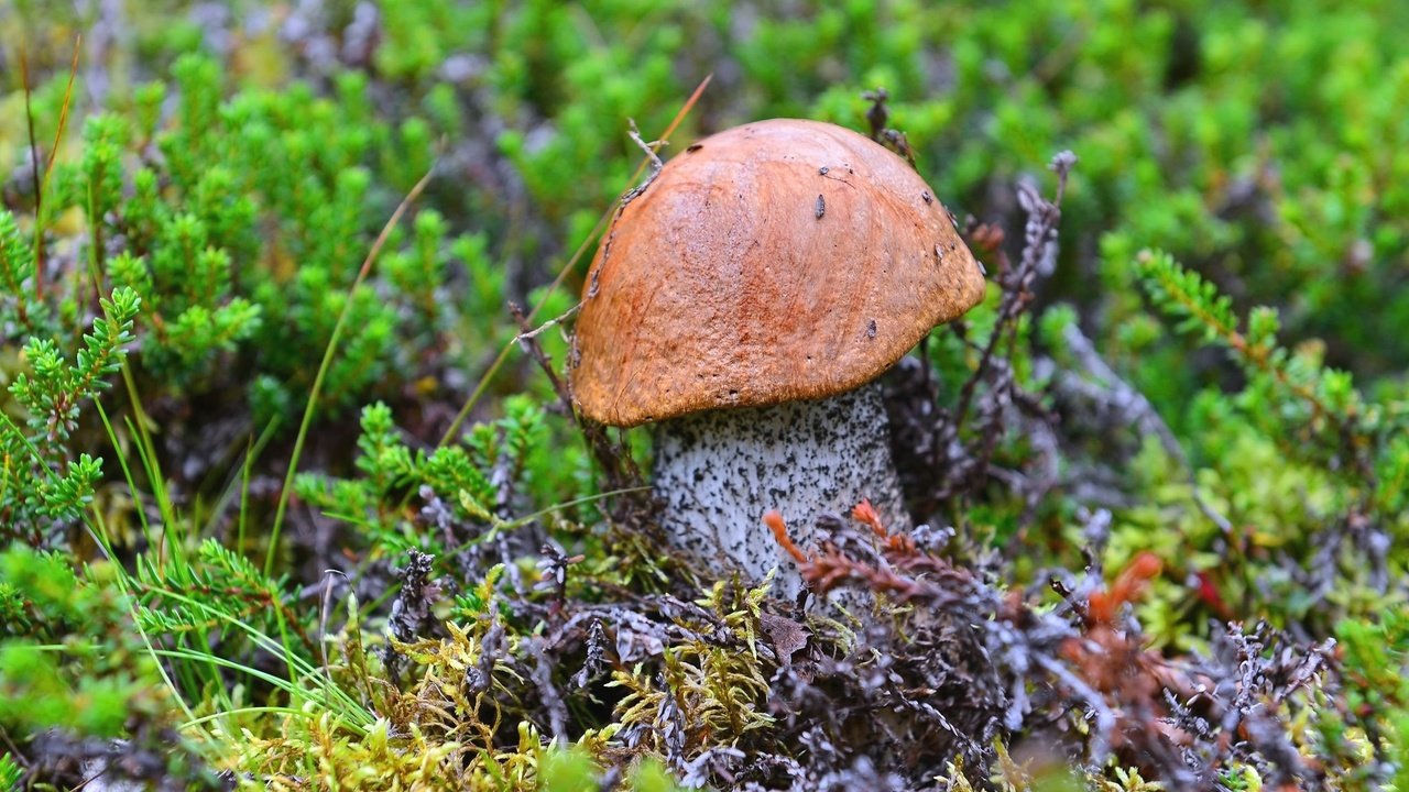 Обои гриб, мох, подосиновик, mushroom, moss, boletus разрешение 2048x1367 Загрузить