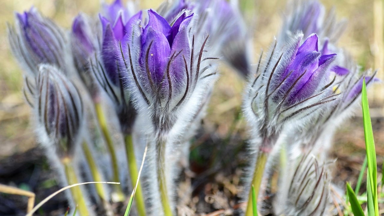 Обои цветы, весна, нежность, анемоны, сон-трава, прострел, flowers, spring, tenderness, anemones, sleep-grass, cross разрешение 2400x1595 Загрузить