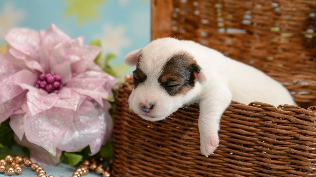 Обои цветок, щенок, корзина, кроха, flower, puppy, basket, baby разрешение 1920x1235 Загрузить