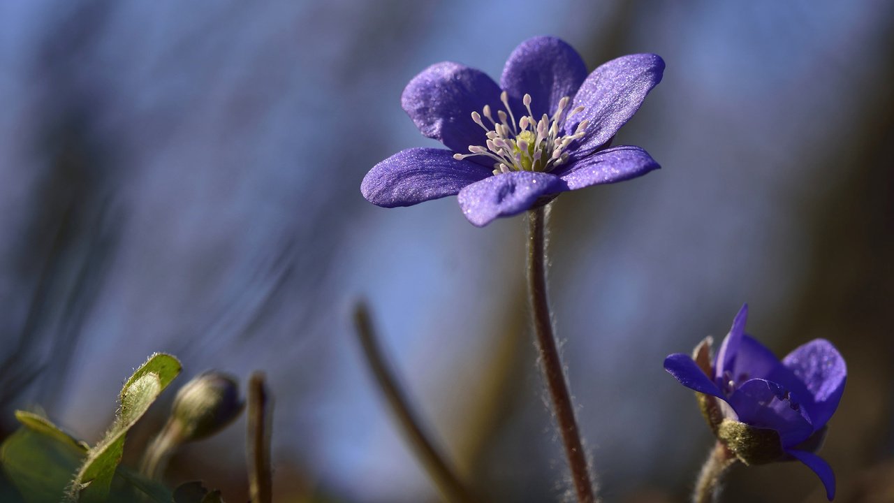 Обои макро, боке, печёночница, macro, bokeh, pechenocna разрешение 2048x1436 Загрузить