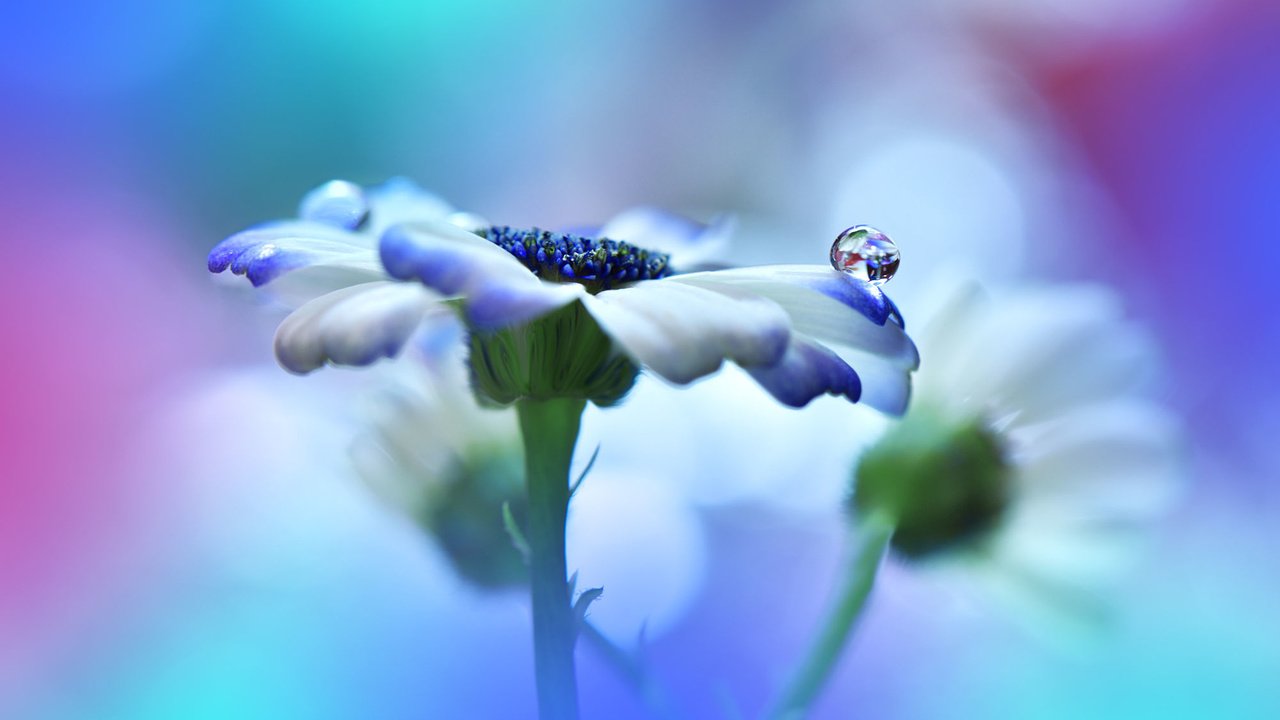 Обои макро, цветок, капля, macro, flower, drop разрешение 2000x1335 Загрузить