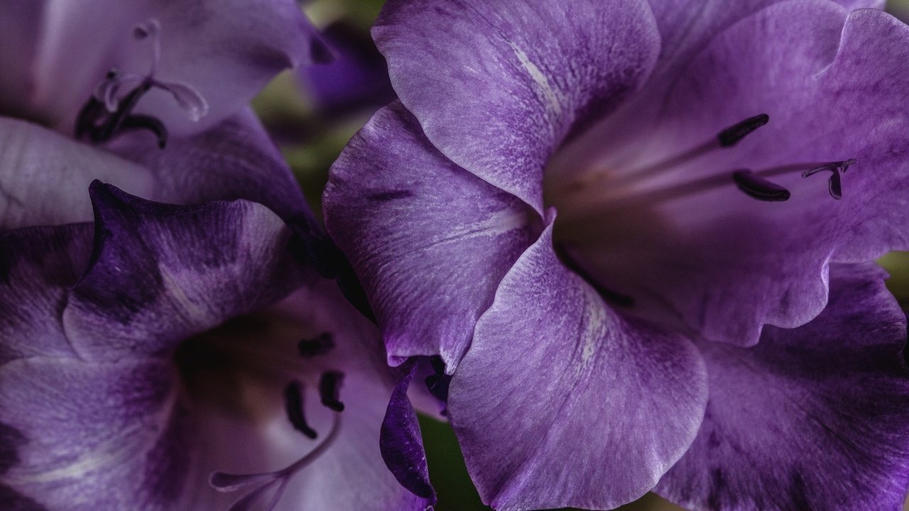 Обои цветы, макро, лепестки, лиловый, гладиолус, крупным планом, flowers, macro, petals, purple, gladiolus, closeup разрешение 2048x1356 Загрузить