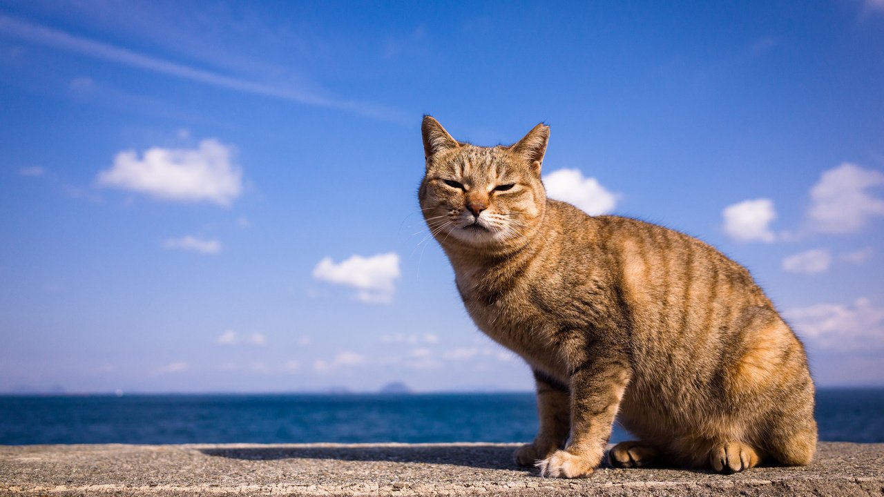 Обои небо, фон, кот, взгляд, the sky, background, cat, look разрешение 2048x1356 Загрузить