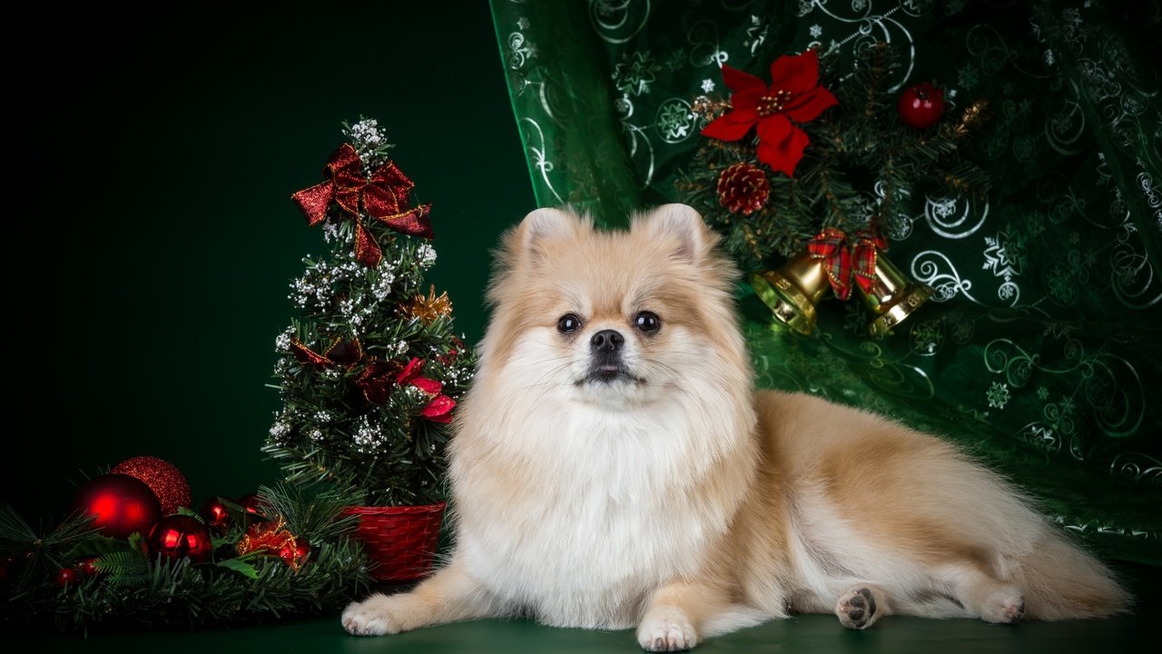 Обои новый год, елка, мордочка, взгляд, собака, лапки, шпиц, new year, tree, muzzle, look, dog, legs, spitz разрешение 4200x2800 Загрузить