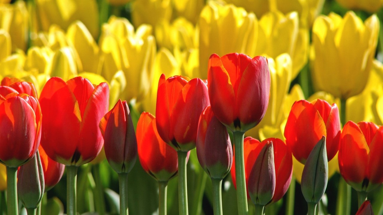 Обои бутоны, красные, тюльпаны, желтые, buds, red, tulips, yellow разрешение 2048x1365 Загрузить