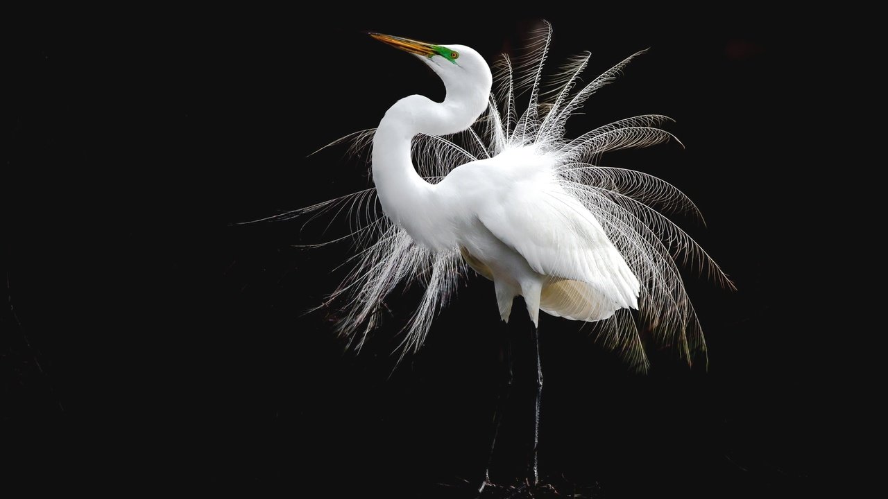 Обои птица, перья, белая, цапля, bird, feathers, white, heron разрешение 2048x1365 Загрузить