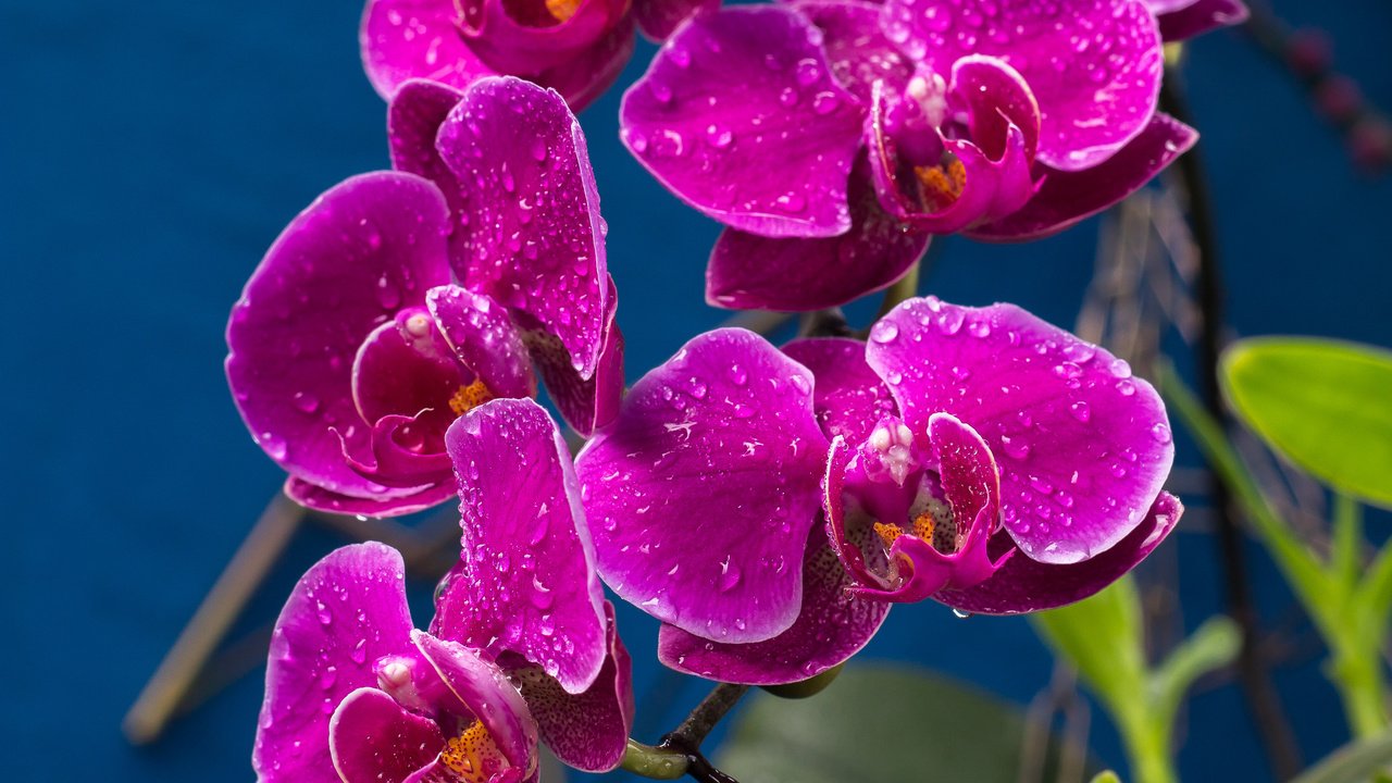 Обои капли, лиловый, орхидеи, drops, purple, orchids разрешение 2048x1365 Загрузить