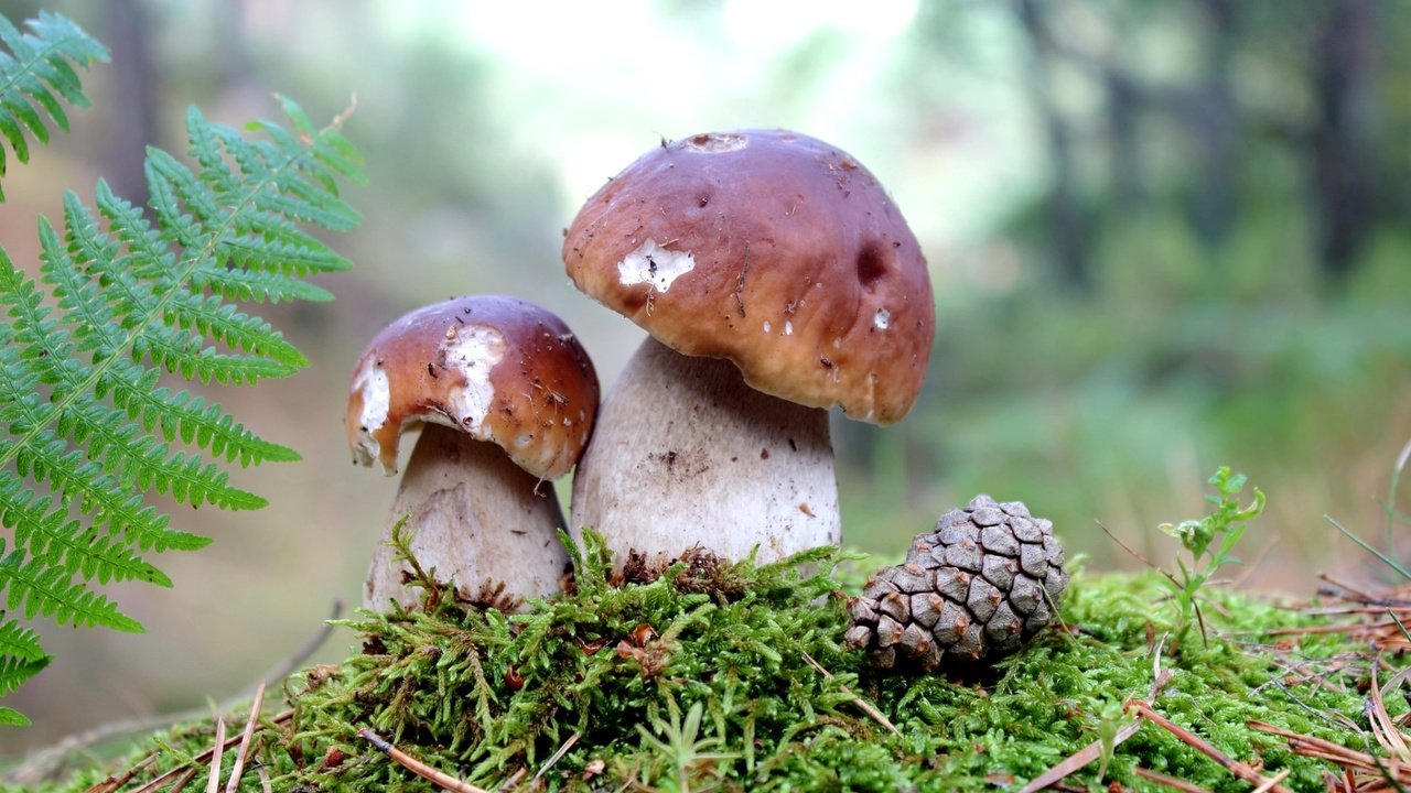 Обои грибы, мох, шишка,  белый гриб, mushrooms, moss, bump, white mushroom разрешение 1920x1218 Загрузить