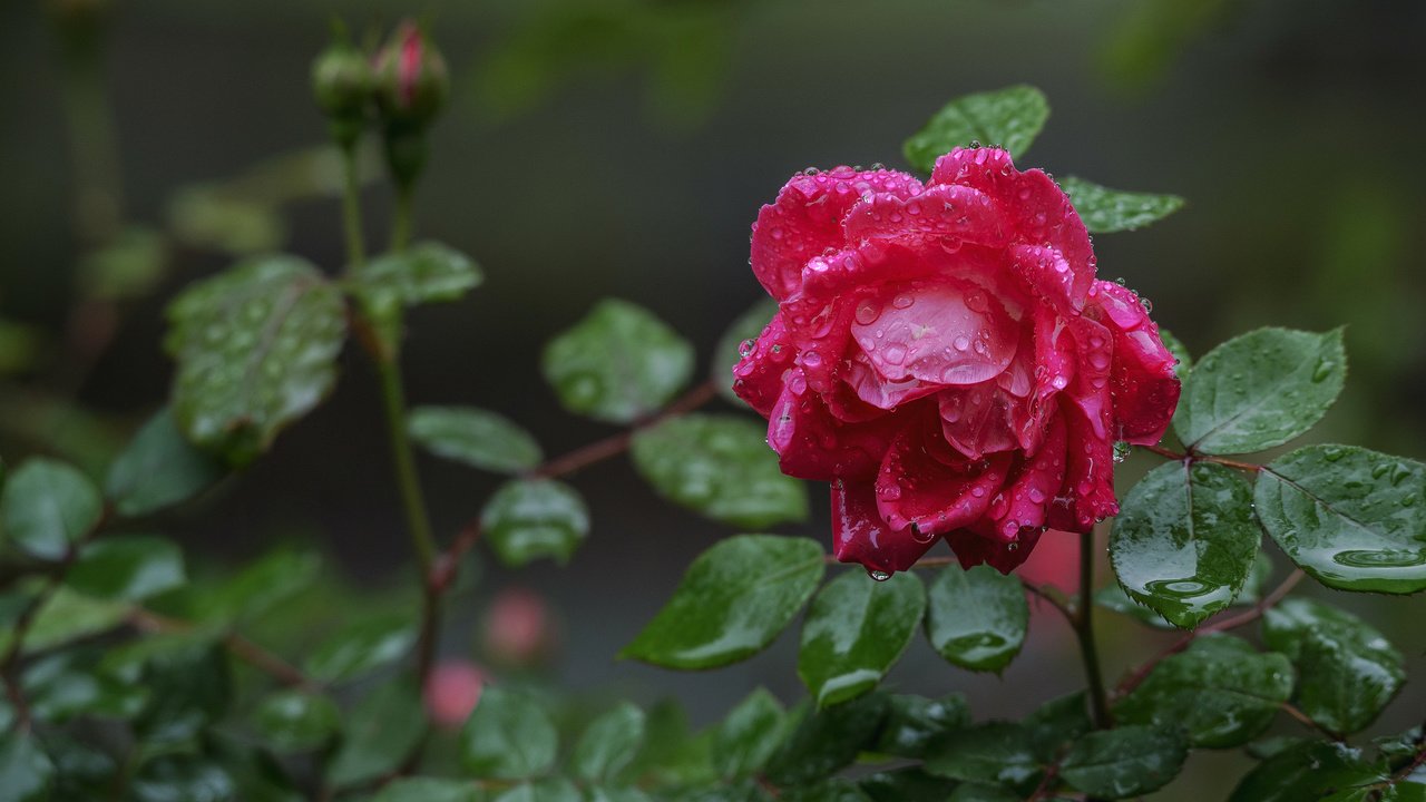 Обои капли, роза, бутон, после дождя, drops, rose, bud, after the rain разрешение 2048x1367 Загрузить