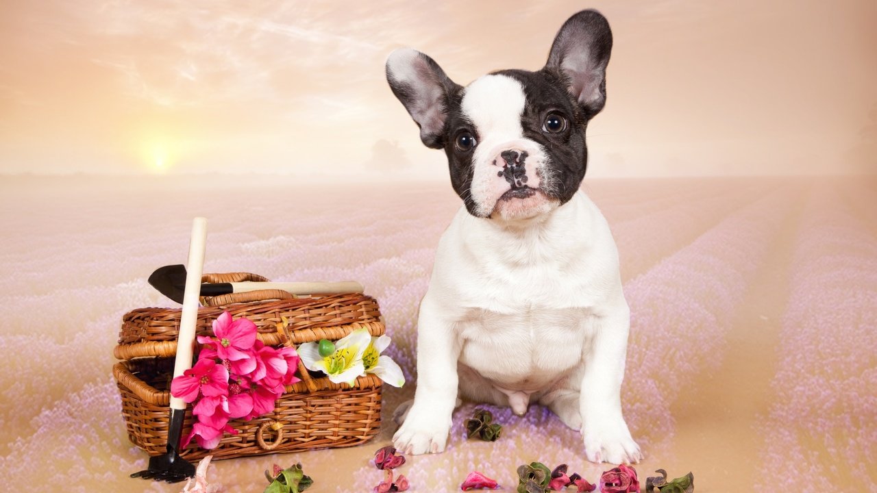 Обои цветы, щенок, французский бульдог, flowers, puppy, french bulldog разрешение 3100x2005 Загрузить