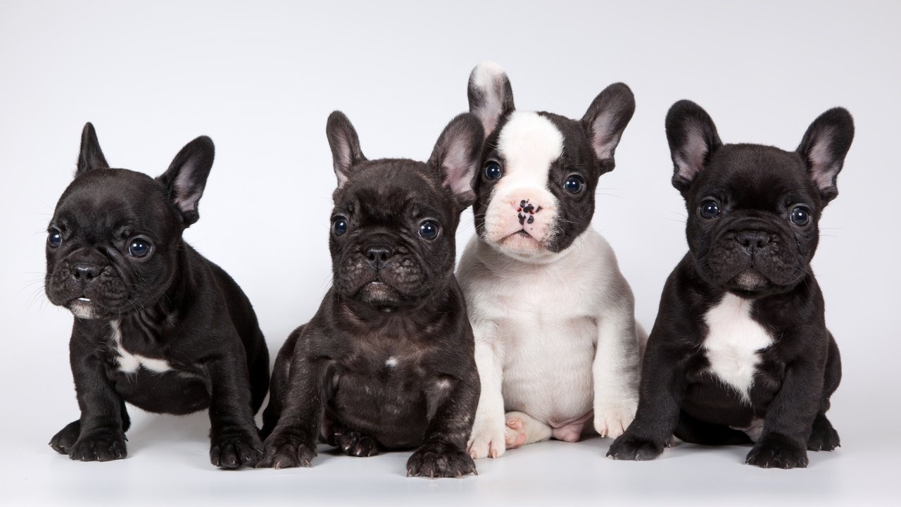 Обои щенки, французский бульдог, милые, puppies, french bulldog, cute разрешение 3200x1905 Загрузить