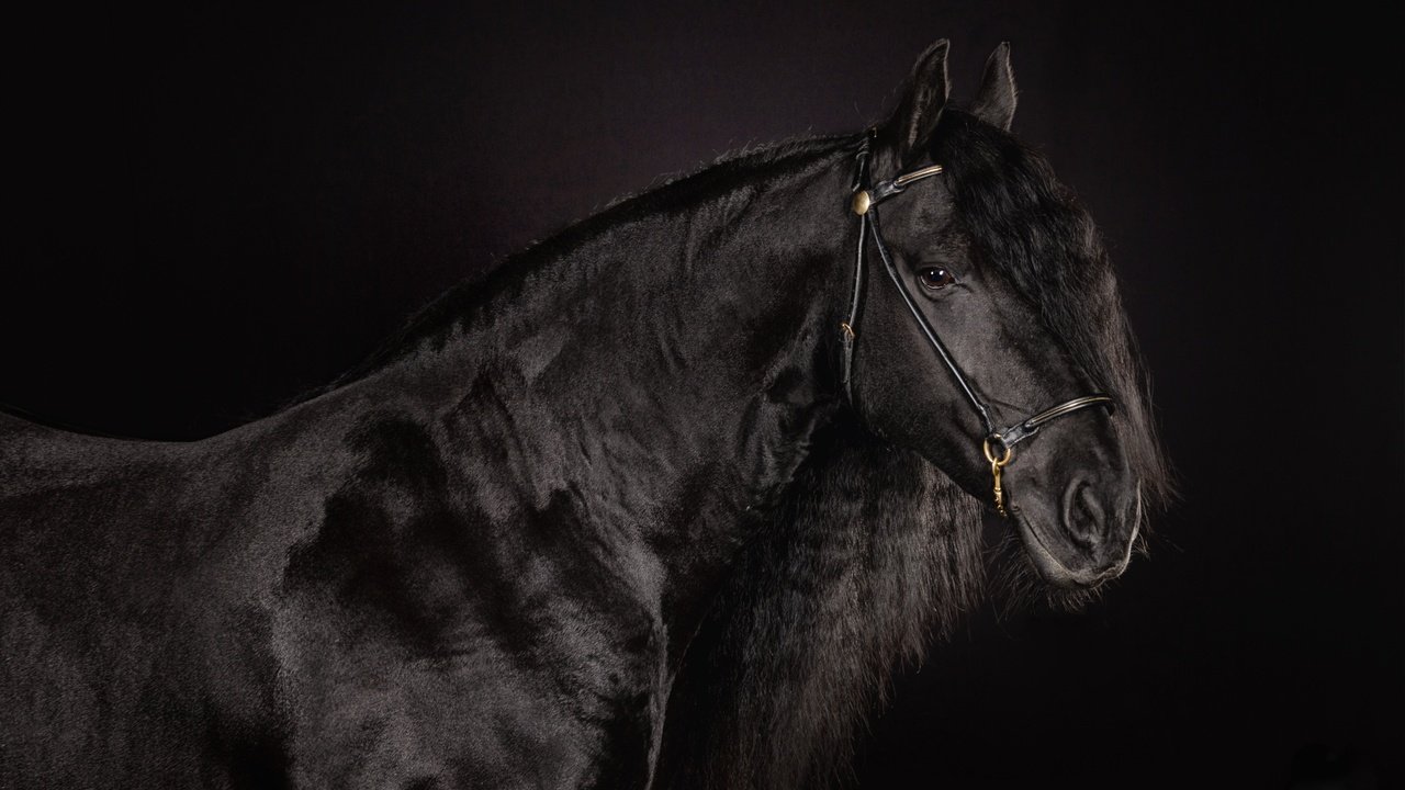 Обои лошадь, черный фон, конь, грива, красавец, вороной, horse, black background, mane, handsome, crow разрешение 2400x1600 Загрузить