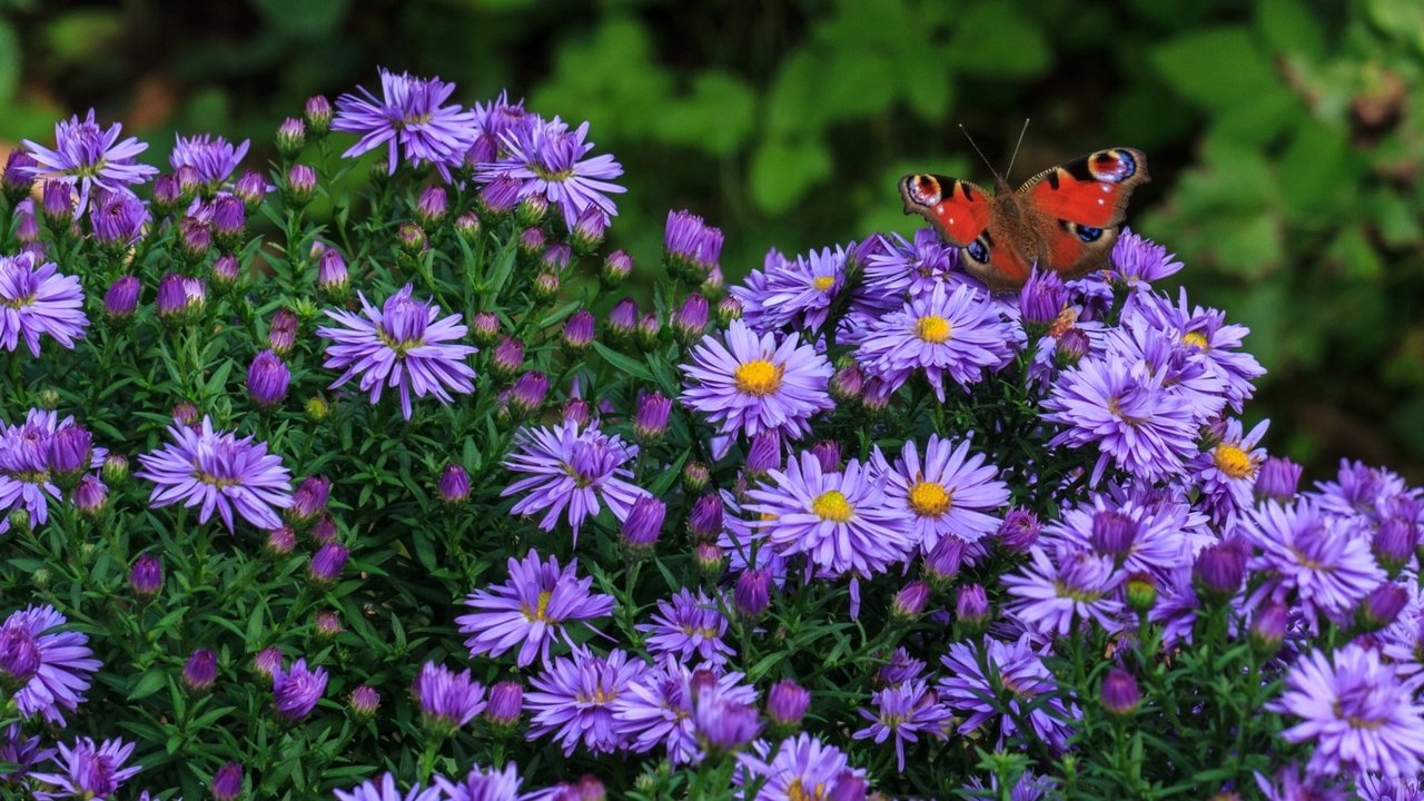 Обои цветы, насекомое, бабочка, сиреневые, татарская астра, flowers, insect, butterfly, lilac, tatar astra разрешение 1920x1255 Загрузить