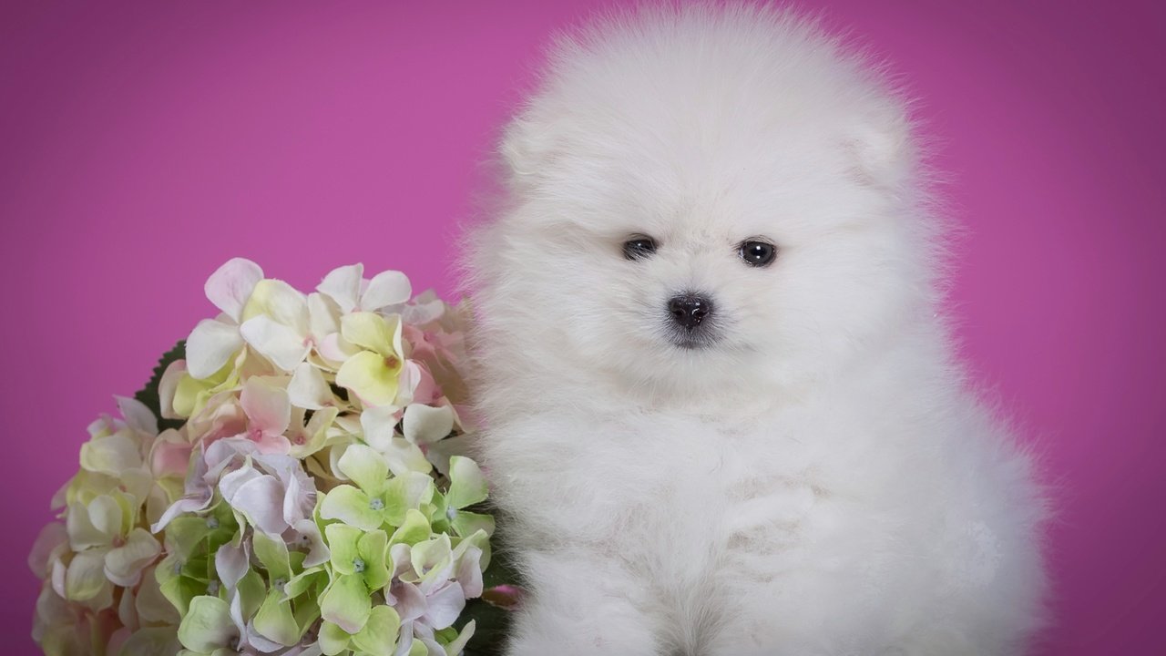 Обои цветок, пушистый, белый, щенок, милый, гортензия, шпиц, flower, fluffy, white, puppy, cute, hydrangea, spitz разрешение 2400x1575 Загрузить