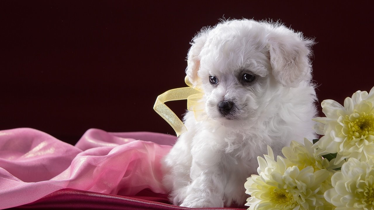 Обои цветы, белый, щенок, хризантемы, бишон фризе, flowers, white, puppy, chrysanthemum, bichon frise разрешение 3000x1922 Загрузить