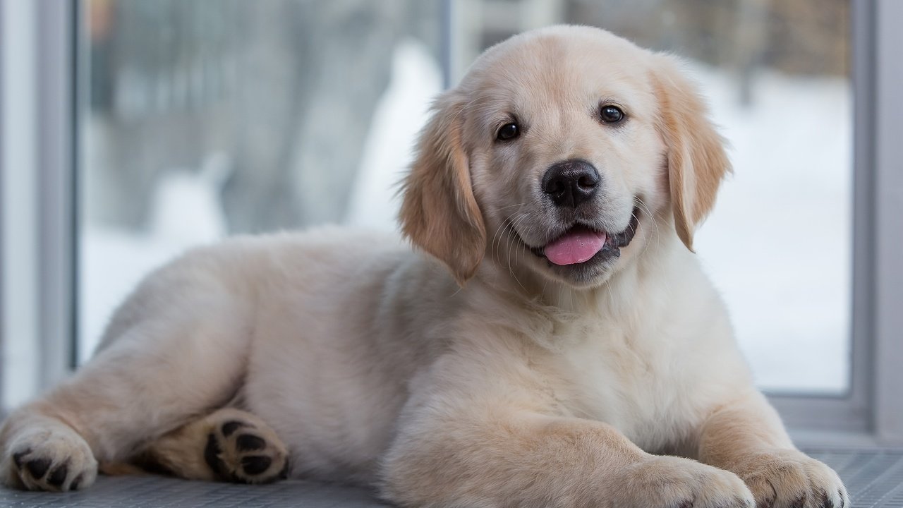 Обои щенок, золотистый ретривер, голден ретривер малыш, puppy, golden retriever, golden retriever baby разрешение 3000x1981 Загрузить