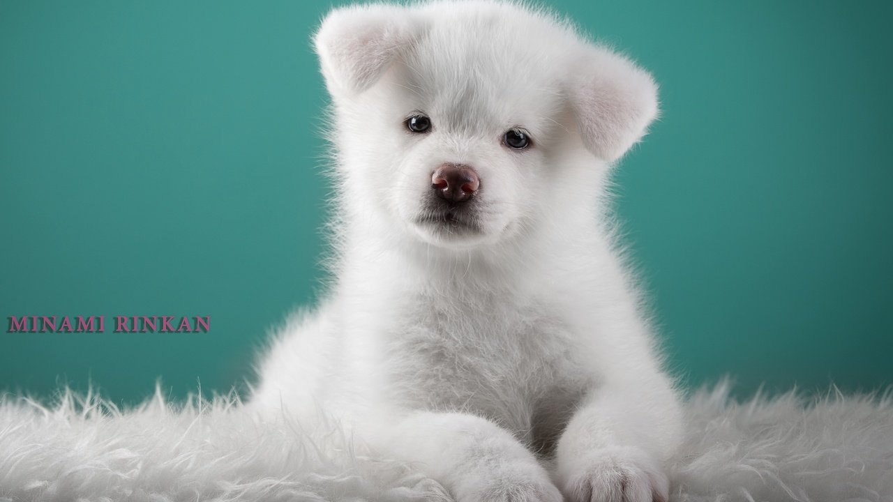 Обои белый, щенок, милый, японская акита, white, puppy, cute, japanese akita разрешение 3000x2008 Загрузить