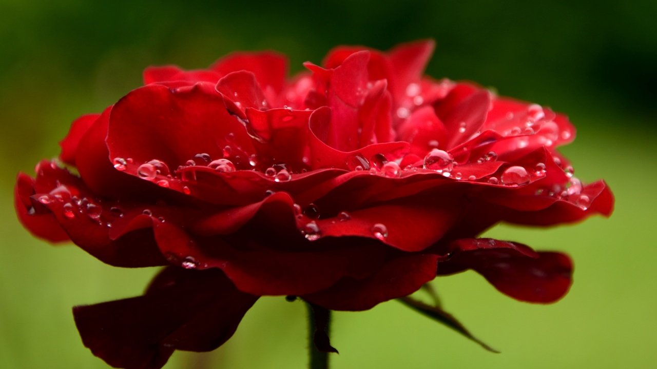 Обои макро, цветок, капли, роза, лепестки, красная, краcный,  цветы, macro, flower, drops, rose, petals, red, flowers разрешение 4136x3184 Загрузить