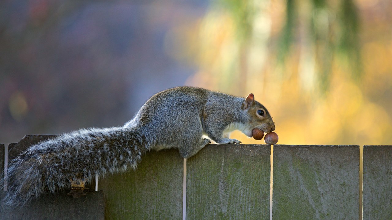 Обои орехи, забор, серая, белка, хвост, nuts, the fence, grey, protein, tail разрешение 5121x3413 Загрузить