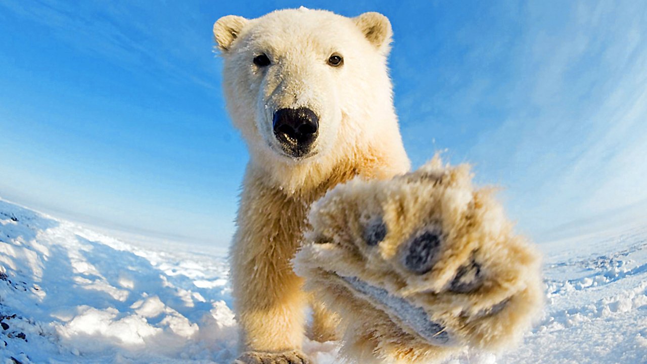 Обои морда, небо, снег, горизонт, взгляд, медведь, лапа, белый медведь, face, the sky, snow, horizon, look, bear, paw, polar bear разрешение 1920x1200 Загрузить