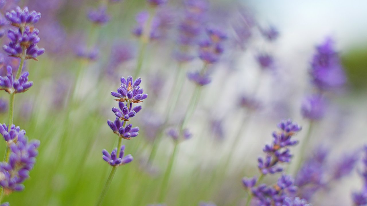 Обои цветы, макро, лаванда, размытость, сиреневые, flowers, macro, lavender, blur, lilac разрешение 2560x1670 Загрузить