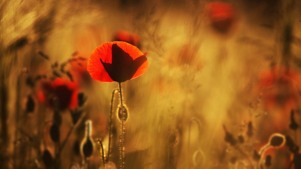 Обои цветы, макро, поле, красные, маки, размытость, flowers, macro, field, red, maki, blur разрешение 2048x1326 Загрузить