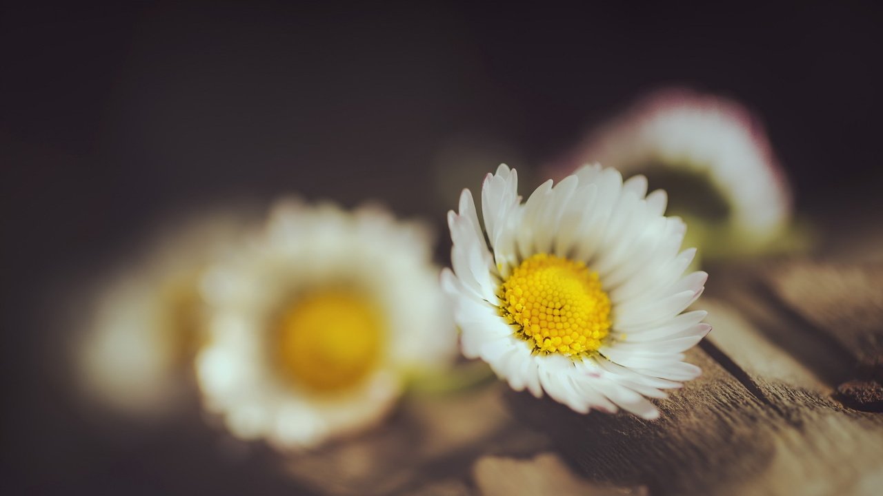 Обои цветы, макро, фон, ромашки, flowers, macro, background, chamomile разрешение 2039x1206 Загрузить