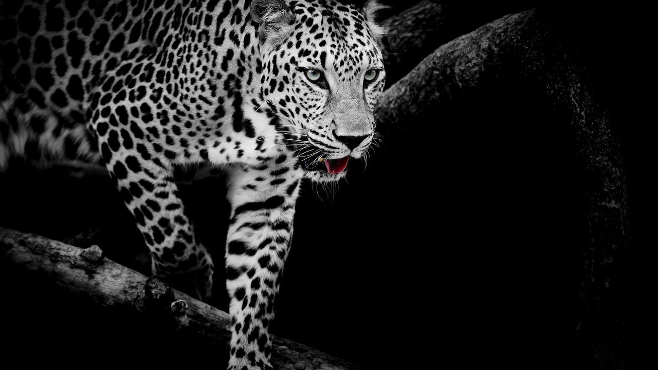 Обои кошка, чёрно-белое, леопард, хищник, cat, black and white, leopard, predator разрешение 1920x1280 Загрузить