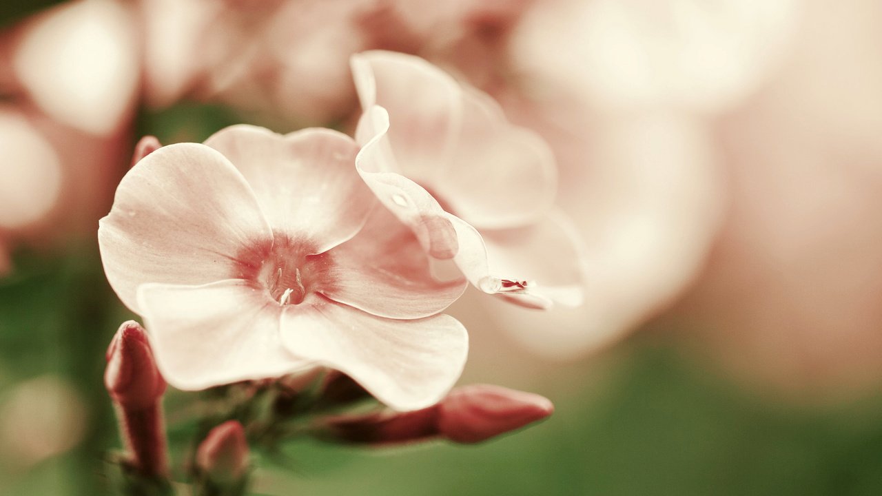 Обои цветок, лепестки, розовые, гортензия, flower, petals, pink, hydrangea разрешение 2048x1365 Загрузить