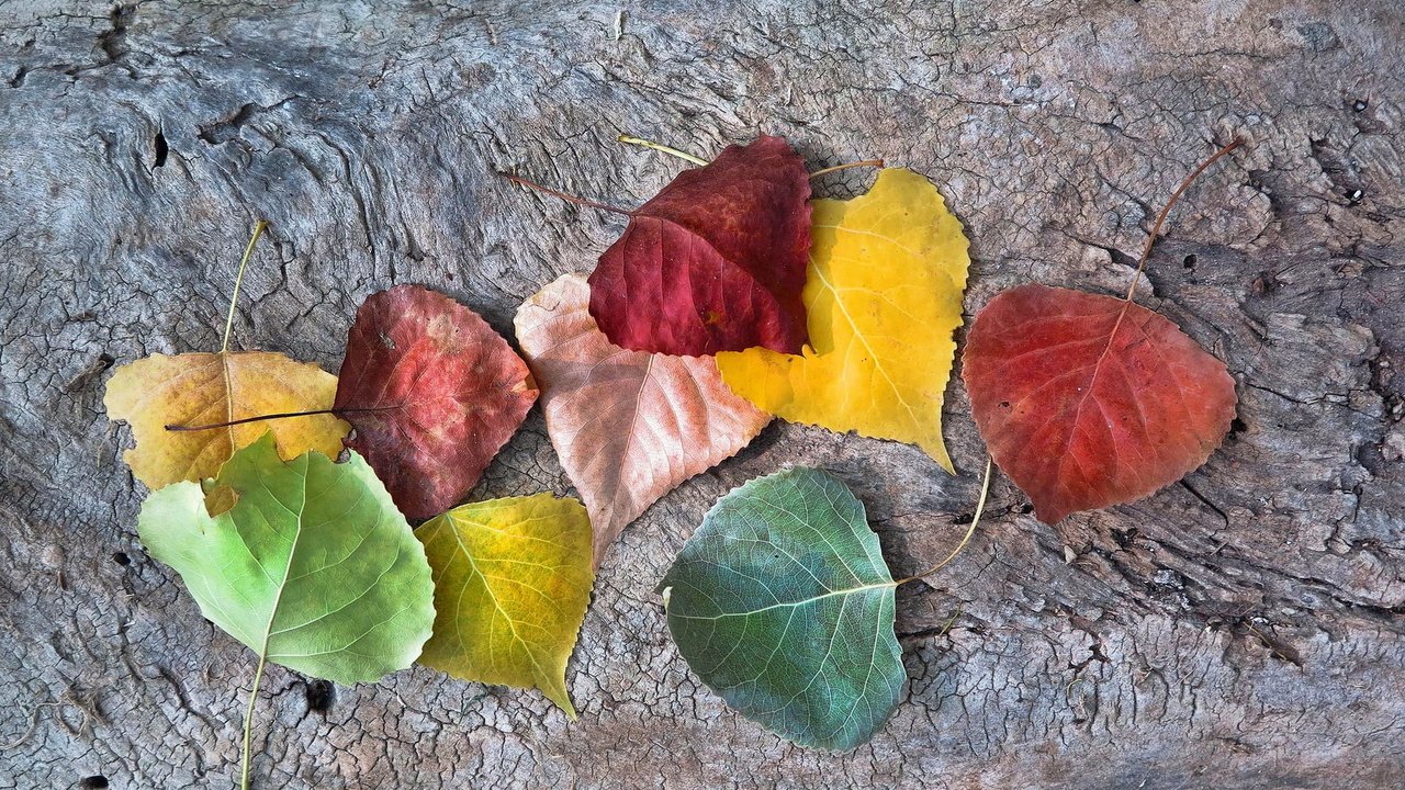 Обои листья, осень, опадают, осен,  листья, autumnal colors, leaves, autumn, fall разрешение 1920x1200 Загрузить
