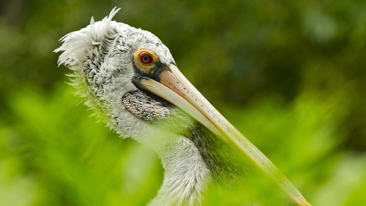 Обои птица, австралия, пеликан, птаха, bird, australia, pelican разрешение 1920x1200 Загрузить