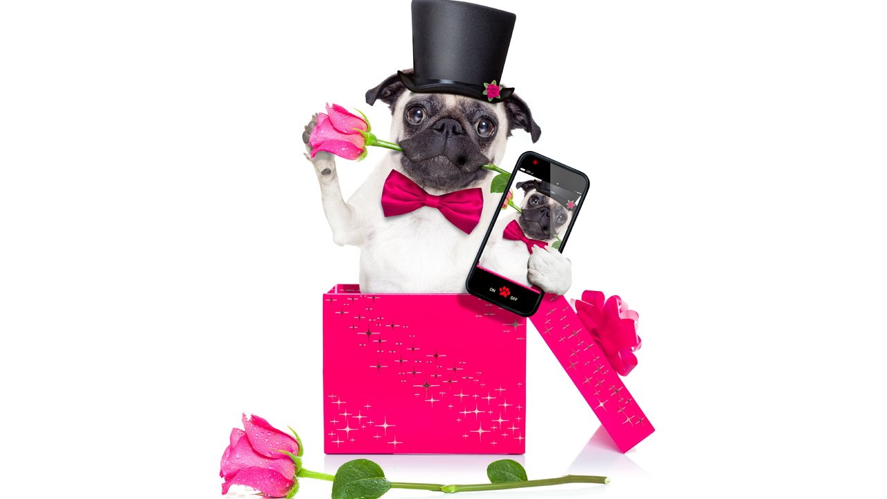 Обои розы, собака, телефон, мопс, roses, dog, phone, pug разрешение 6000x4000 Загрузить