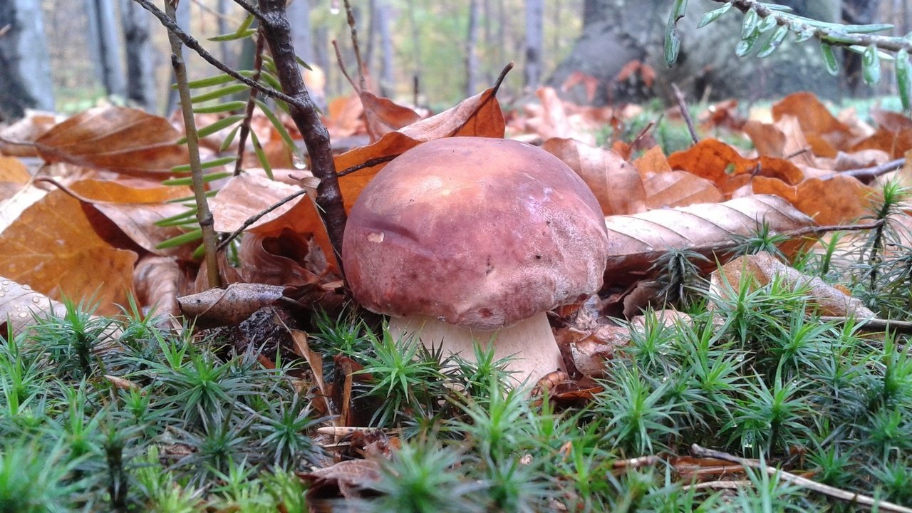 Обои трава, природа, листья, макро, осень, грибы, гриб, grass, nature, leaves, macro, autumn, mushrooms, mushroom разрешение 2560x1880 Загрузить