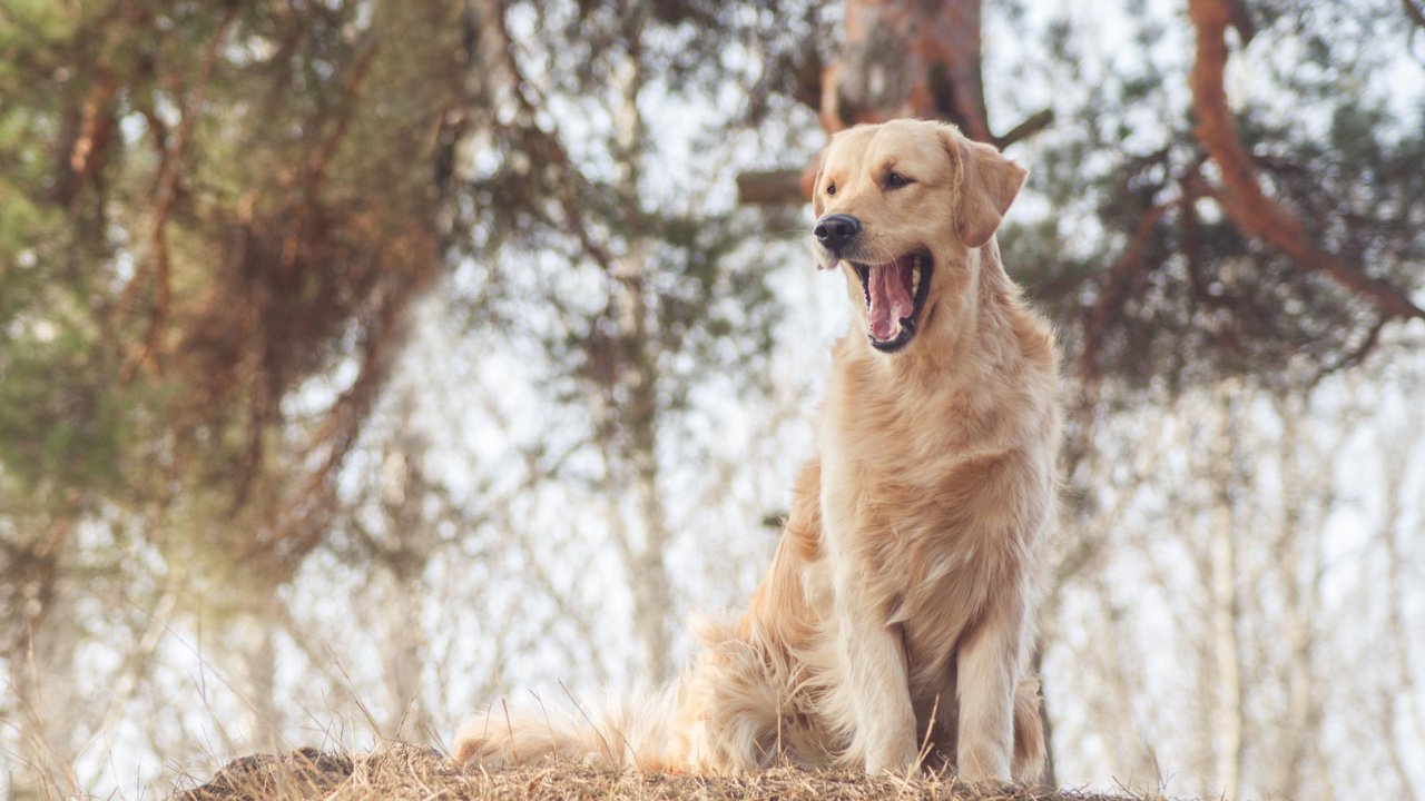 Обои собака, золотистый ретривер, cобака, dog, golden retriever разрешение 3285x2237 Загрузить