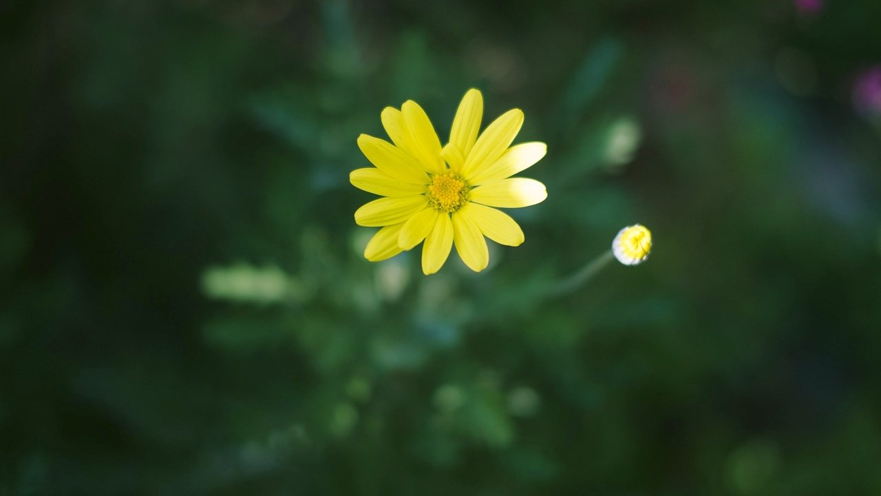 Обои цветок, лепестки, желтые, flower, petals, yellow разрешение 2048x1365 Загрузить