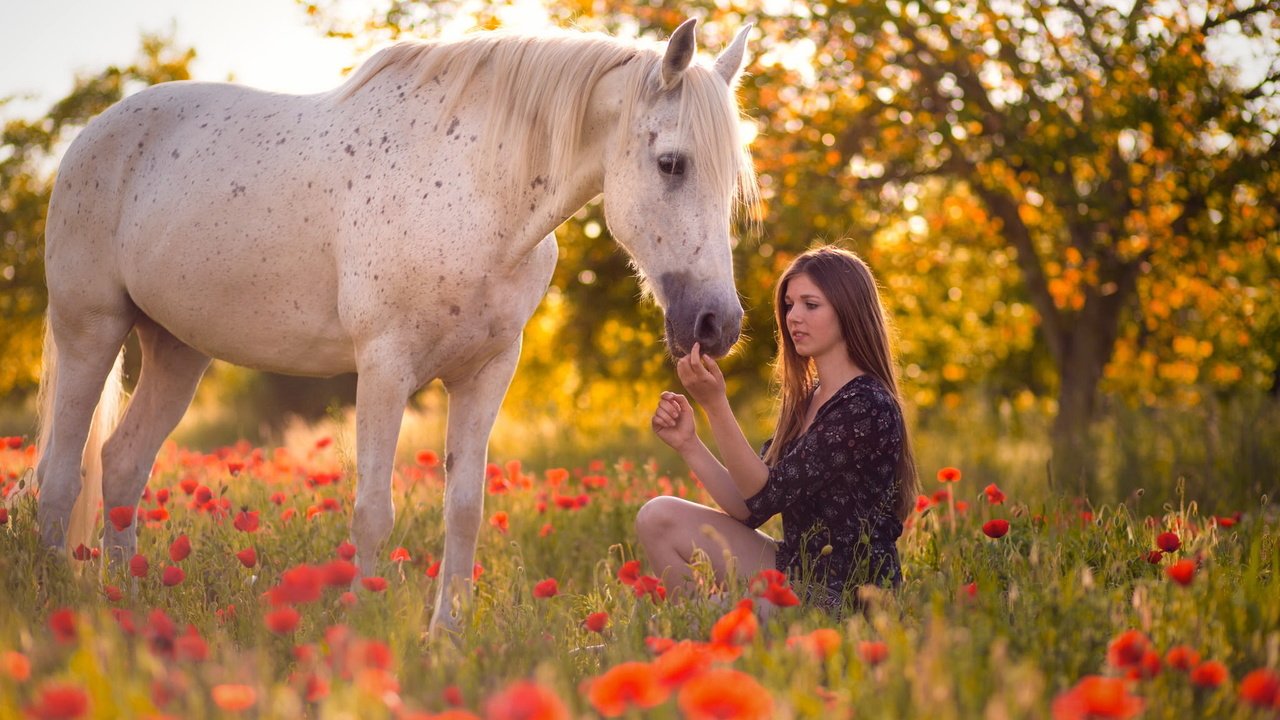Обои цветы, лошадь, девушка, настроение, лето, маки, конь, длинные волосы, flowers, horse, girl, mood, summer, maki, long hair разрешение 2048x1365 Загрузить