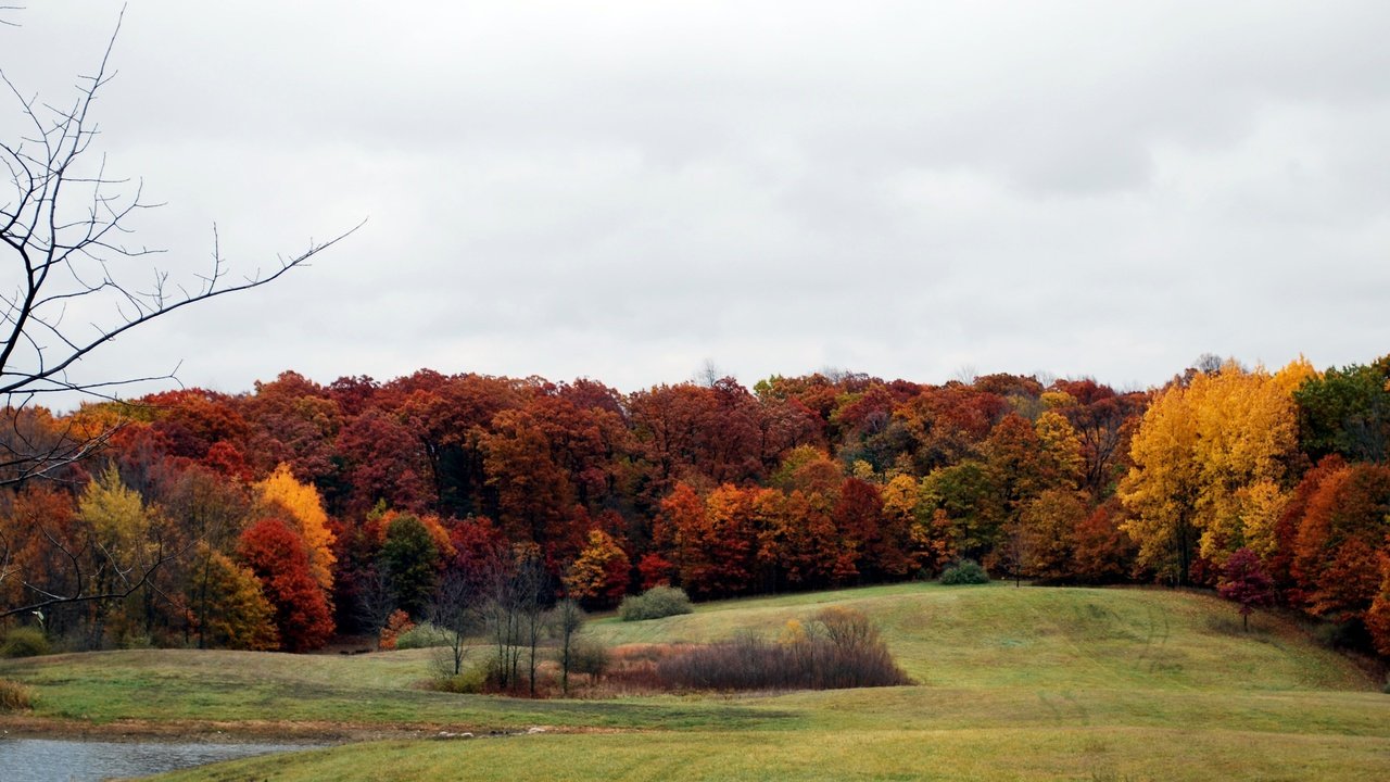 Обои деревья, лес, поле, осень, расцветка, опадают, осен, trees, forest, field, autumn, colors, fall разрешение 3867x2074 Загрузить